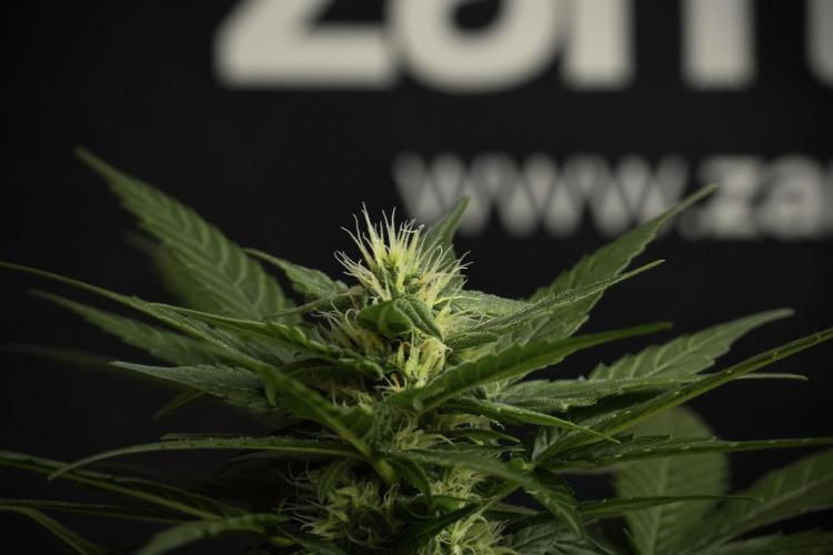 Pheno B Pink Rosay Auto By Zamnesia. Week 7 - Pink Rosay Auto Pheno B 