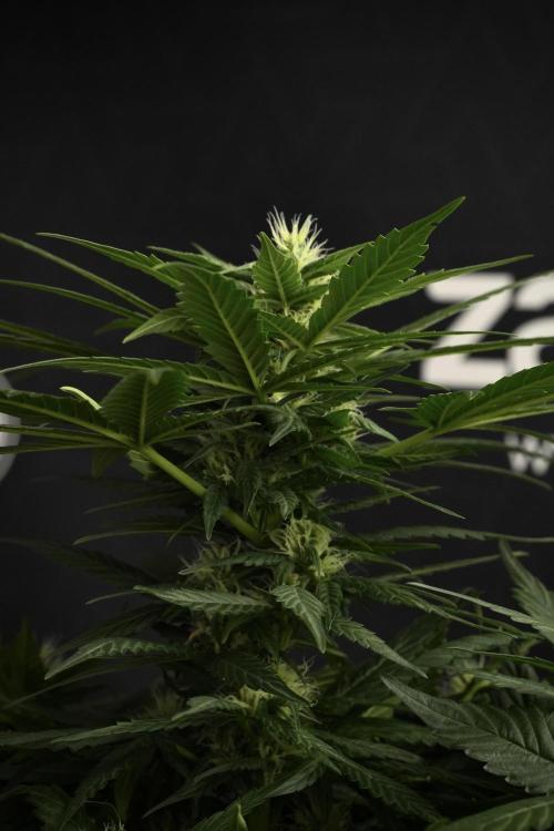 Pheno B Pink Rosay Auto By Zamnesia. Week 7 - Pink Rosay Auto Pheno B 