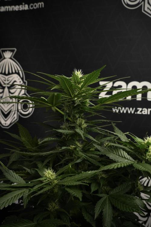 Pheno B Pink Rosay Auto By Zamnesia. Week 7 - Pink Rosay Auto Pheno B 