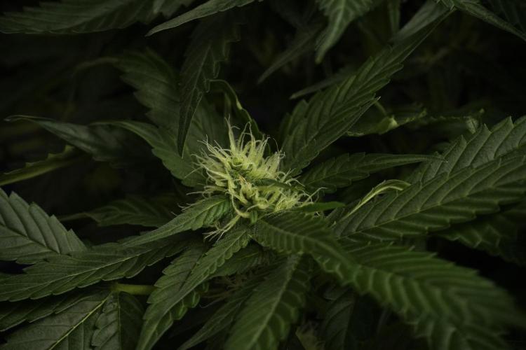 Pheno B Pink Rosay Auto By Zamnesia. Week 7 - Pink Rosay Auto Pheno B 