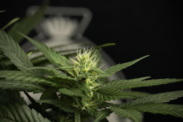 Pheno B Pink Rosay Auto By Zamnesia. Week 7 - Pink Rosay Auto Pheno B 