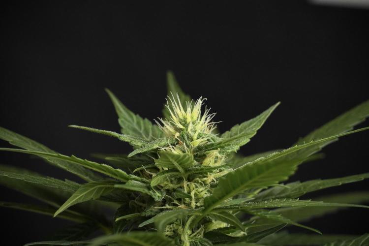 Pheno B Pink Rosay Auto By Zamnesia. Week 7 - Pink Rosay Auto Pheno B 