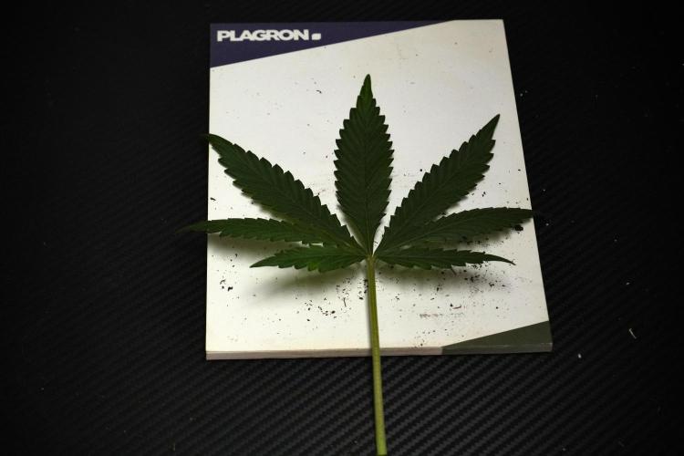 Purple CousKush Auto By Zamnesia Pheno A. Week 7 - Purple CousKush Auto  Pheno A Leafs 