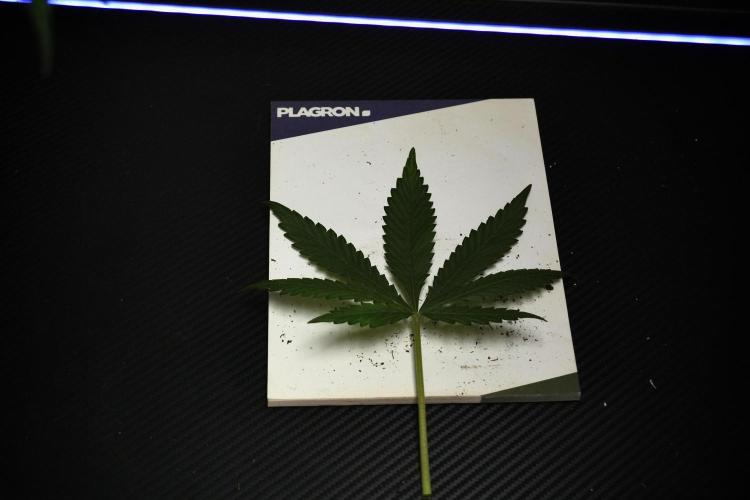 Purple CousKush Auto By Zamnesia Pheno A. Week 7 - Purple CousKush Auto  Pheno A Leafs 