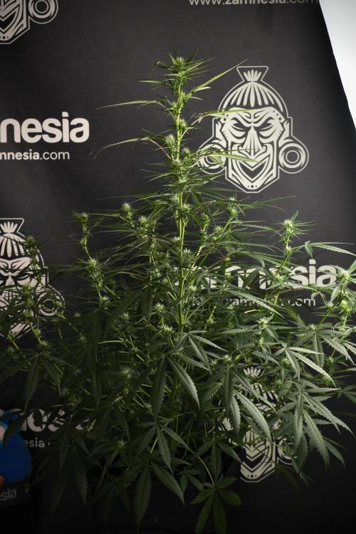 Purple CousKush Auto By Zamnesia Pheno A. Week 7 - Purple CousKush Auto  Pheno A 