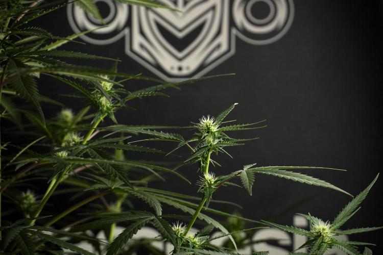 Purple CousKush Auto By Zamnesia Pheno A. Week 7 - Purple CousKush Auto  Pheno A 