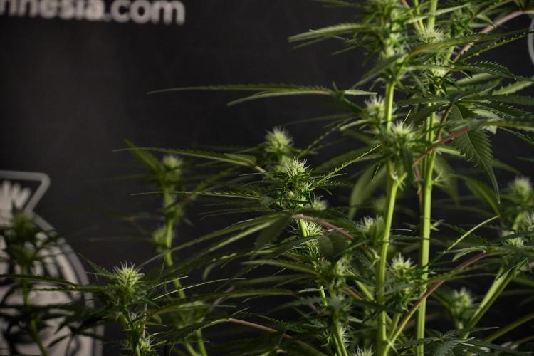 Purple CousKush Auto By Zamnesia Pheno A. Week 7 - Purple CousKush Auto  Pheno A 