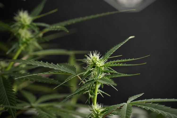 Purple CousKush Auto By Zamnesia Pheno A. Week 7 - Purple CousKush Auto  Pheno A 