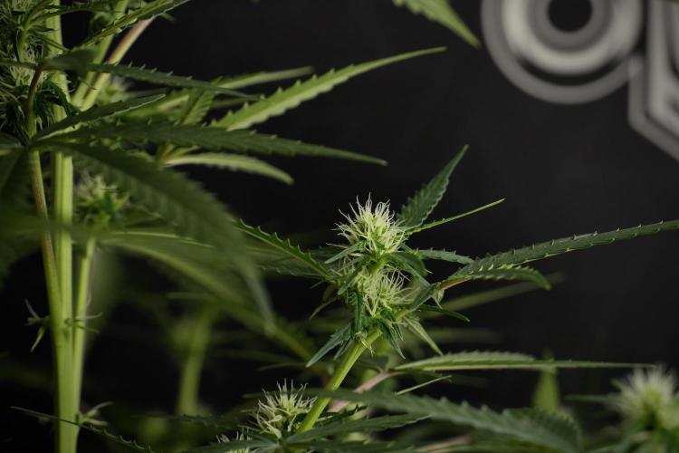 Purple CousKush Auto By Zamnesia Pheno A. Week 7 - Purple CousKush Auto  Pheno A 