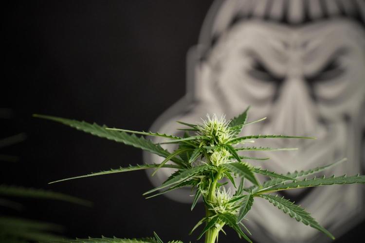 Purple CousKush Auto By Zamnesia Pheno A. Week 7 - Purple CousKush Auto  Pheno A 