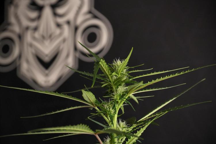Purple CousKush Auto By Zamnesia Pheno A. Week 7 - Purple CousKush Auto  Pheno A 