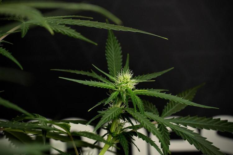 Purple CousKush Auto By Zamnesia Pheno A. Week 7 - Purple CousKush Auto  Pheno A 