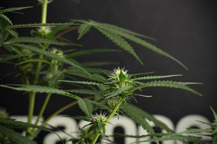 Purple CousKush Auto By Zamnesia Pheno A. Week 7 - Purple CousKush Auto  Pheno A 