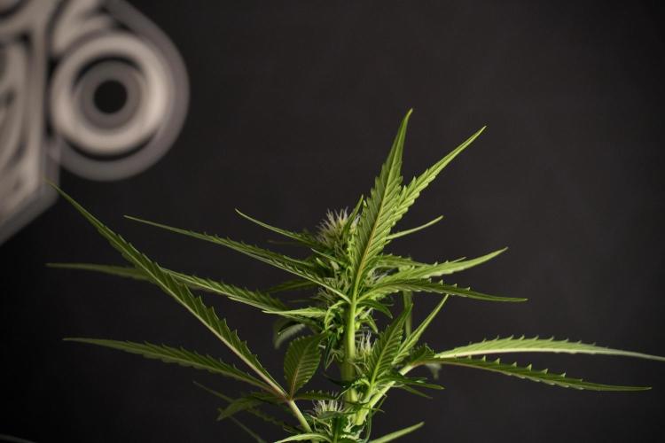 Purple CousKush Auto By Zamnesia Pheno A. Week 7 - Purple CousKush Auto  Pheno A 