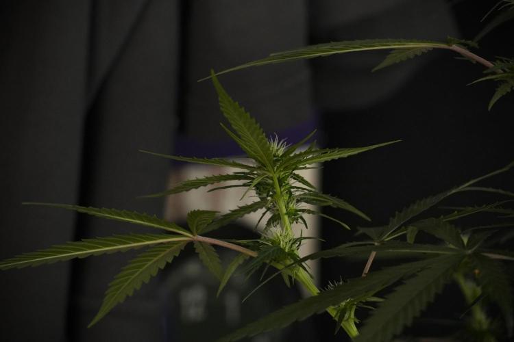 Purple CousKush Auto By Zamnesia Pheno A. Week 7 - Purple CousKush Auto  Pheno A 