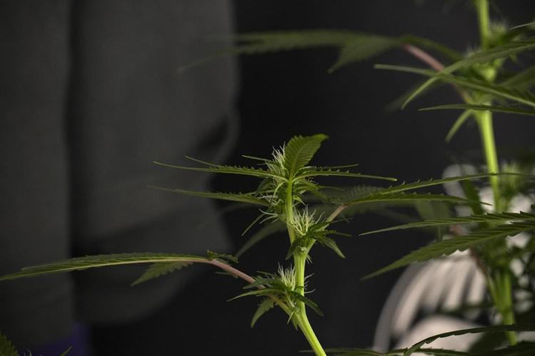 Purple CousKush Auto By Zamnesia Pheno A. Week 7 - Purple CousKush Auto  Pheno A 