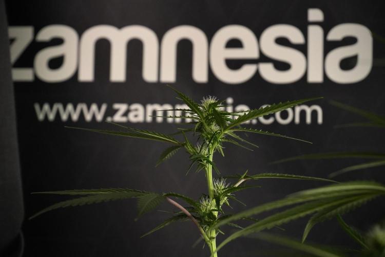 Purple CousKush Auto By Zamnesia Pheno A. Week 7 - Purple CousKush Auto  Pheno A 