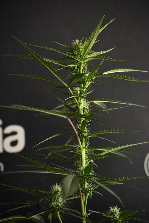 Purple CousKush Auto By Zamnesia Pheno A. Week 7 - Purple CousKush Auto  Pheno A 