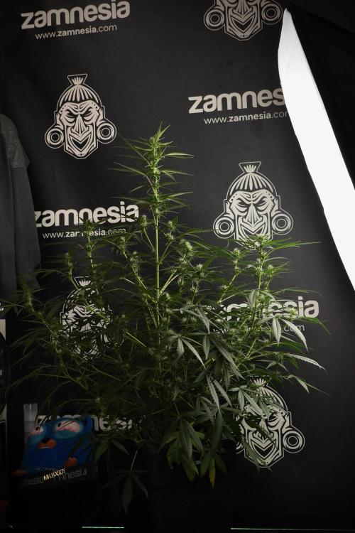 Purple CousKush Auto By Zamnesia Pheno A. Week 7 - Purple CousKush Auto  Pheno A 