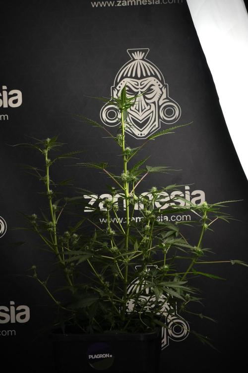 Pheno B Purple CousKush Auto By Zamnesia. Week 7 - Purple CousKush Auto (Pheno B)
