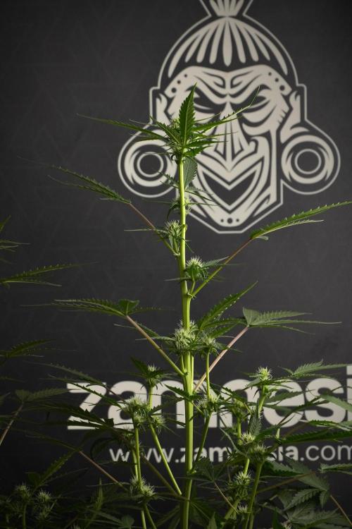 Pheno B Purple CousKush Auto By Zamnesia. Week 7 - Purple CousKush Auto (Pheno B)