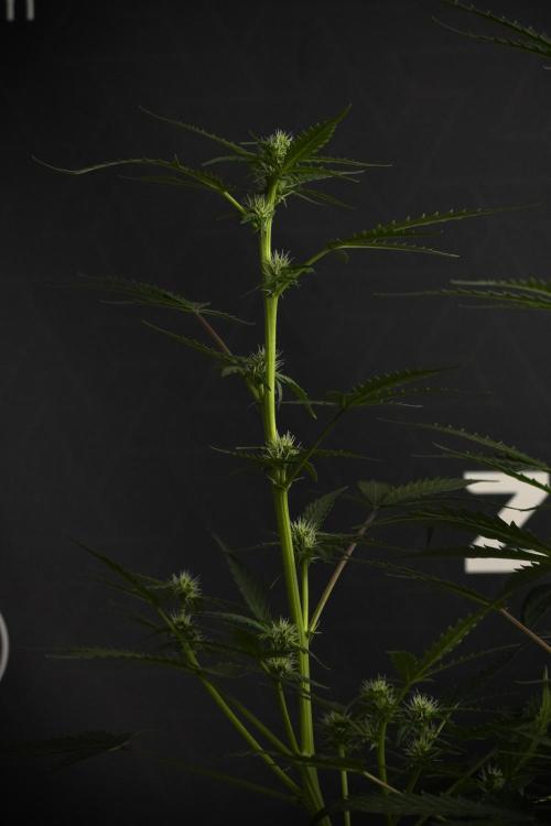 Pheno B Purple CousKush Auto By Zamnesia. Week 7 - Purple CousKush Auto (Pheno B)