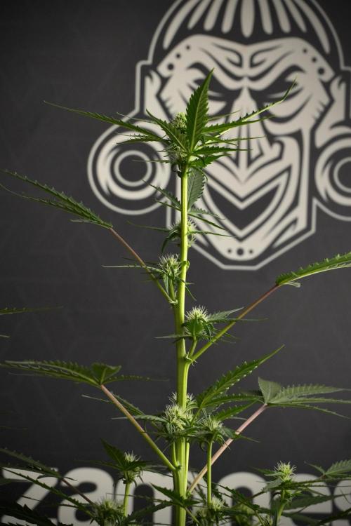 Pheno B Purple CousKush Auto By Zamnesia. Week 7 - Purple CousKush Auto (Pheno B)