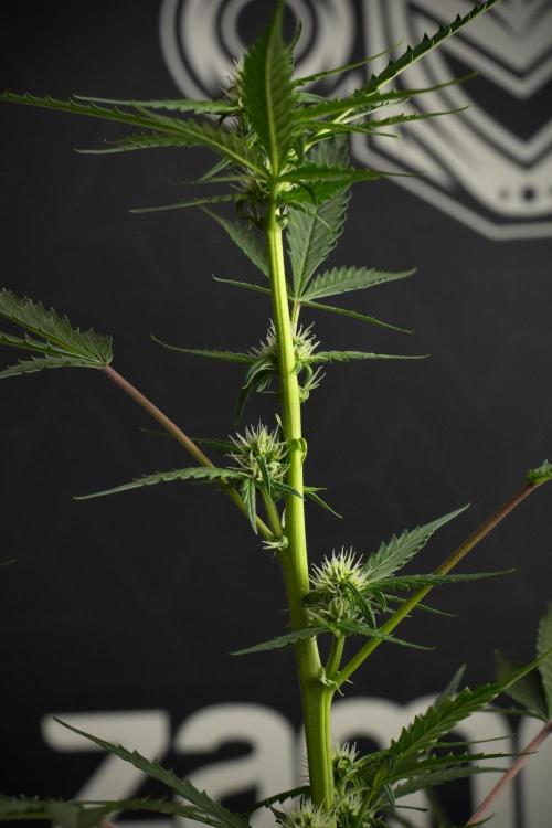 Pheno B Purple CousKush Auto By Zamnesia. Week 7 - Purple CousKush Auto (Pheno B)
