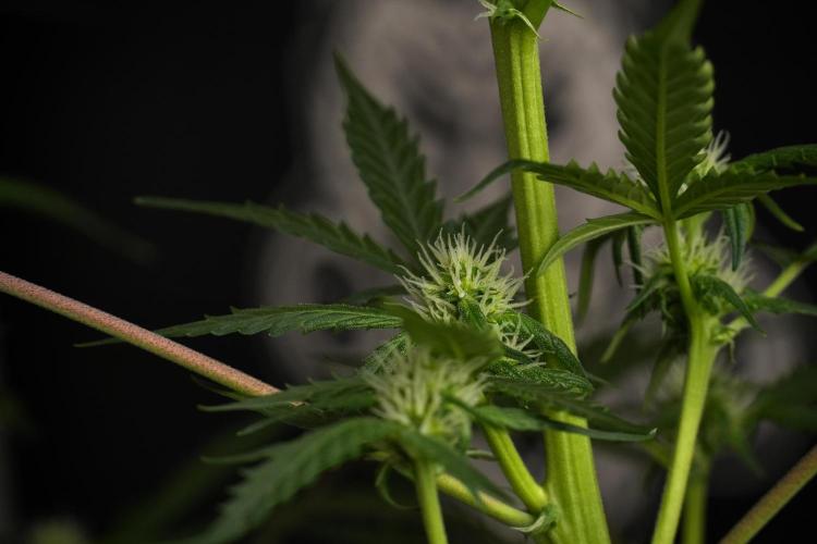 Pheno B Purple CousKush Auto By Zamnesia. Week 7 - Purple CousKush Auto (Pheno B)
