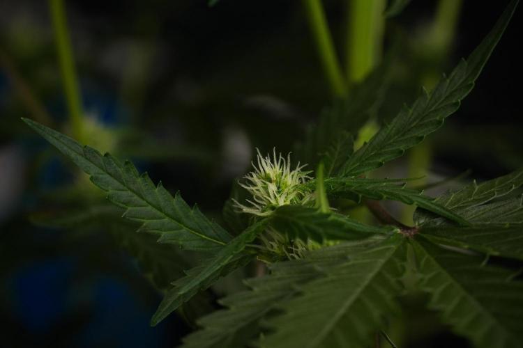 Pheno B Purple CousKush Auto By Zamnesia. Week 7 - Purple CousKush Auto (Pheno B)