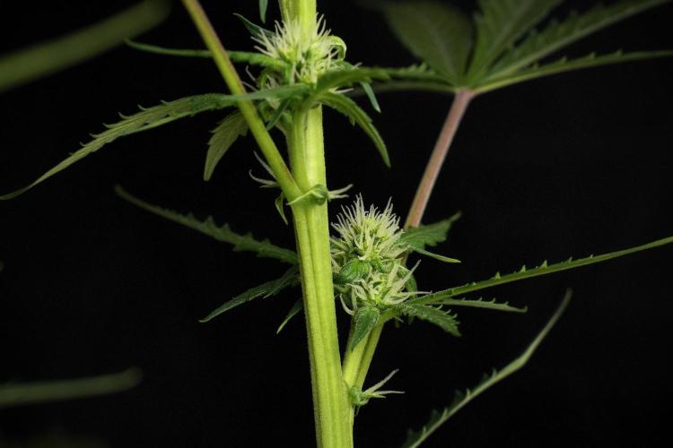 Pheno B Purple CousKush Auto By Zamnesia. Week 7 - Purple CousKush Auto (Pheno B)