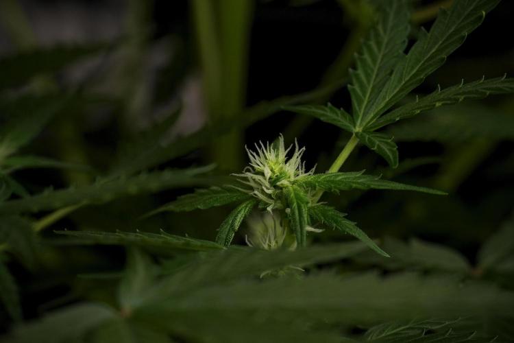 Pheno B Purple CousKush Auto By Zamnesia. Week 7 - Purple CousKush Auto (Pheno B)