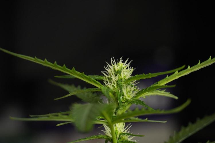 Pheno B Purple CousKush Auto By Zamnesia. Week 7 - Purple CousKush Auto (Pheno B)