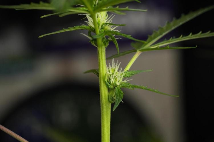 Pheno B Purple CousKush Auto By Zamnesia. Week 7 - Purple CousKush Auto (Pheno B)