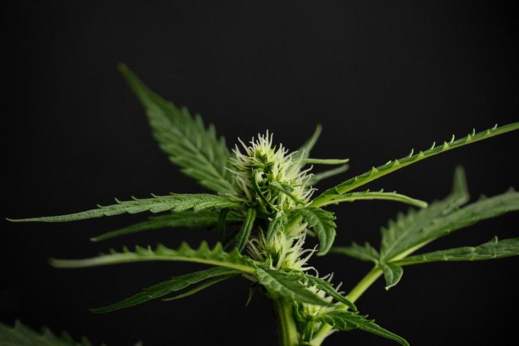Pheno B Purple CousKush Auto By Zamnesia. Week 7 - Purple CousKush Auto (Pheno B)