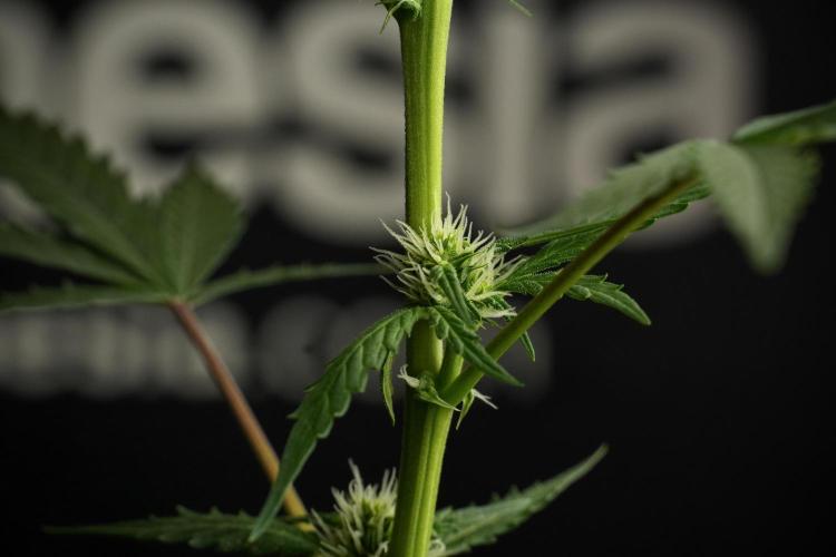Pheno B Purple CousKush Auto By Zamnesia. Week 7 - Purple CousKush Auto (Pheno B)