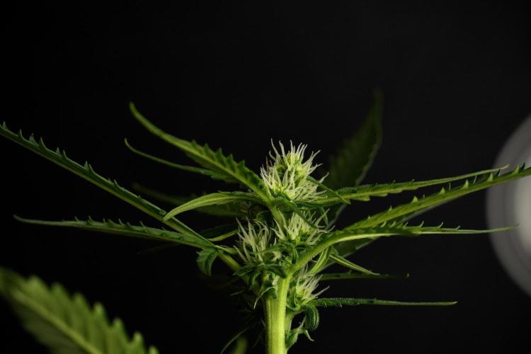 Pheno B Purple CousKush Auto By Zamnesia. Week 7 - Purple CousKush Auto (Pheno B)