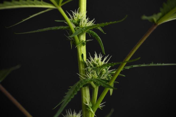 Pheno B Purple CousKush Auto By Zamnesia. Week 7 - Purple CousKush Auto (Pheno B)