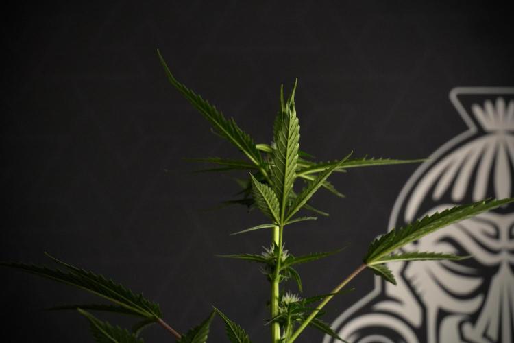 Pheno B Purple CousKush Auto By Zamnesia. Week 7 - Purple CousKush Auto (Pheno B)