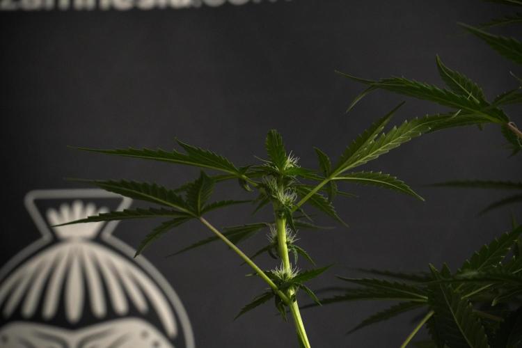 Pheno B Purple CousKush Auto By Zamnesia. Week 7 - Purple CousKush Auto (Pheno B)