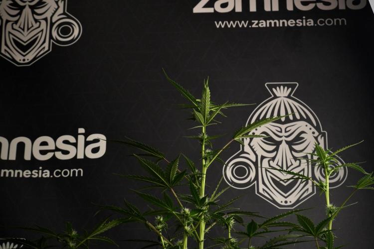 Pheno B Purple CousKush Auto By Zamnesia. Week 7 - Purple CousKush Auto (Pheno B)