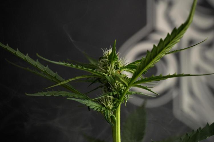 Pheno B Purple CousKush Auto By Zamnesia. Week 7 - Purple CousKush Auto (Pheno B)