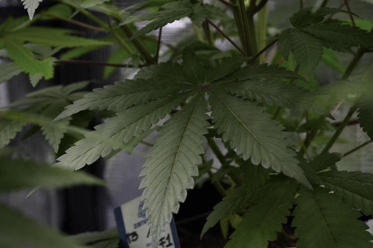 Blue Waffle F1 Zamnesia Pheno A. Week 6 - Blue Waffle F1 Plant A