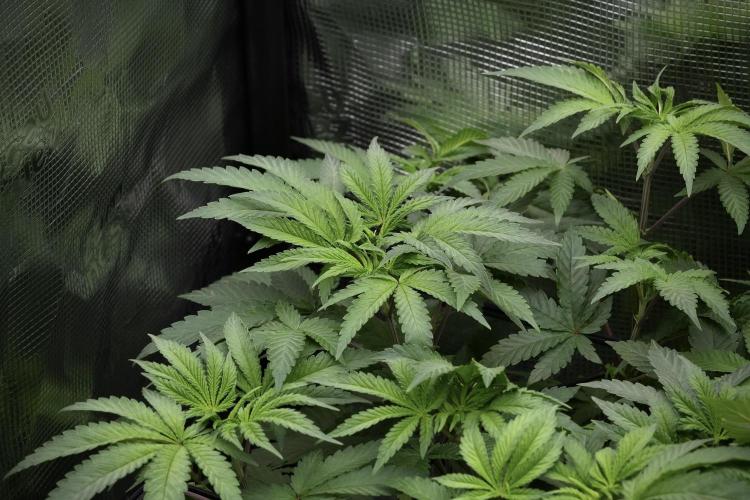 Blue Waffle F1 Zamnesia Pheno A. Week 6 - Blue Waffle F1 Plant A