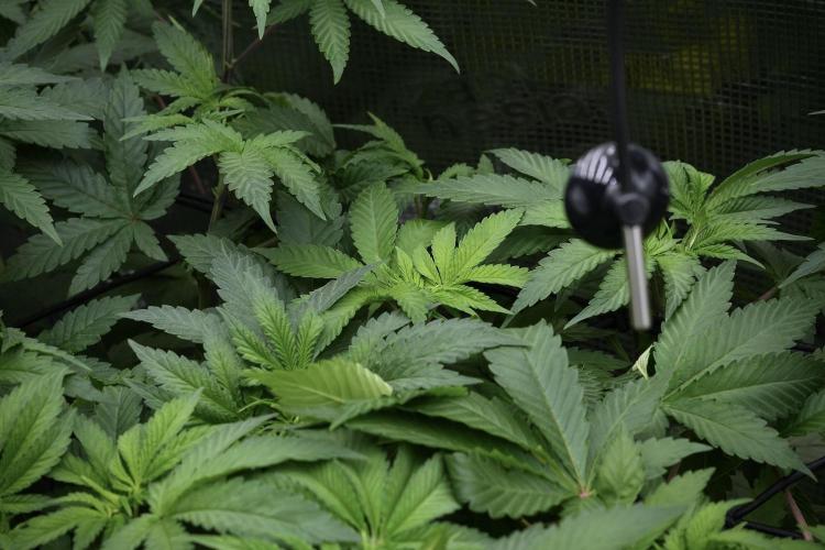 Blue Waffle F1 Zamnesia Pheno A. Week 6 - Blue Waffle F1 Plant A