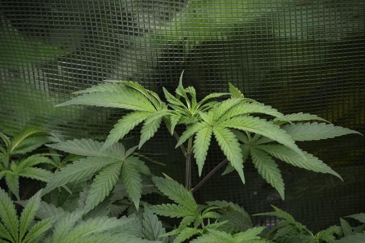 Blue Waffle F1 Zamnesia Pheno A. Week 6 - Blue Waffle F1 Plant A