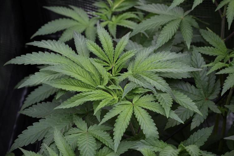 Blue Waffle F1 Zamnesia Pheno A. Week 6 - Blue Waffle F1 Plant A