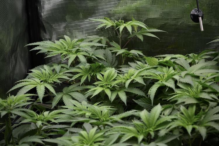 Blue Waffle F1 Zamnesia Pheno A. Week 6 - Blue Waffle F1 Plant A