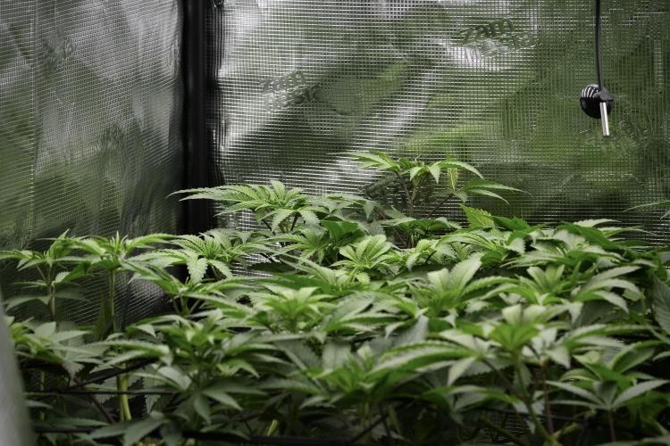 Blue Waffle F1 Zamnesia Pheno A. Week 6 - Blue Waffle F1 Plant A