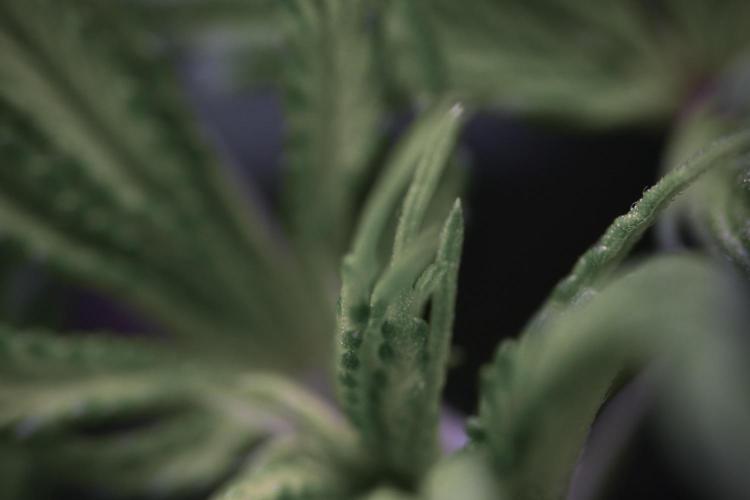 Blue Waffle F1 Zamnesia Pheno A. Week 6 - Blue Waffle F1 Plant A